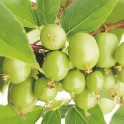 Actinidia Arguta 'Issai'