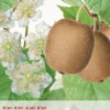 Actinidia Ch. Huwelijk