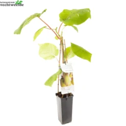 Actinidia Deliciosa 'Jenny' -Tuin Landschap Verkoop actinidia deliciosa jenny 1500x1500 6209371519f2d l