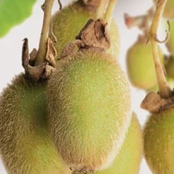 Actinidia Deliciosa 'Jenny'