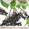 Aronia Melanocarpa Appelbes Op Stam