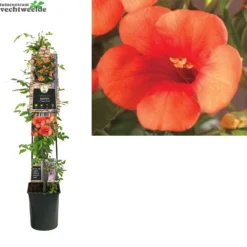 Campsis Tag. 'Mme Galen'