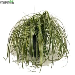Carex 'Feather Falls' 5 Liter Pot