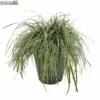 Carex Oshimensis 'Everest' 5 Liter Pot