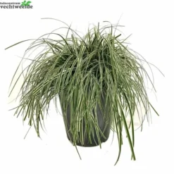 Carex Oshimensis 'Everest' 5 Liter Pot
