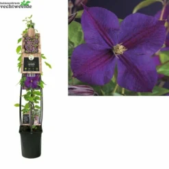 Clematis 'Star Of India'