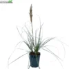 Cortaderia Se. 'Minipampas' H80/+cm.