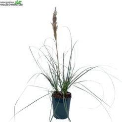 Cortaderia Se. 'Minipampas' H80/+cm.