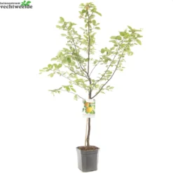 Cydonia Oblonga -Tuin Landschap Verkoop cydonia oblonga 1500x1500 62093e1e9538b l