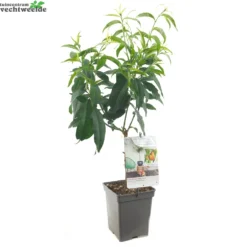 Tuin Landschap Verkoop -Tuin Landschap Verkoop dwergperzik yellow peach 1000x999 6208ea719b83d l