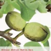 Juglans Regia Veredeld P24