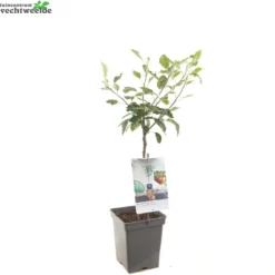 Malus D. 'Cox's Orange Pippin' -Tuin Landschap Verkoop malus d cox s orange pippin 1500x1500 620937c96877d l