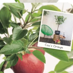 Malus D. 'Cox's Orange Pippin'