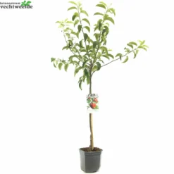 Malus D. 'Rode Jonagold' -Tuin Landschap Verkoop malus d rode jonagold 1500x1500 6464dfe15accc l