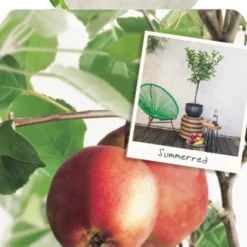 Tuin Landschap Verkoop 19 Malus D. 'Summerred'