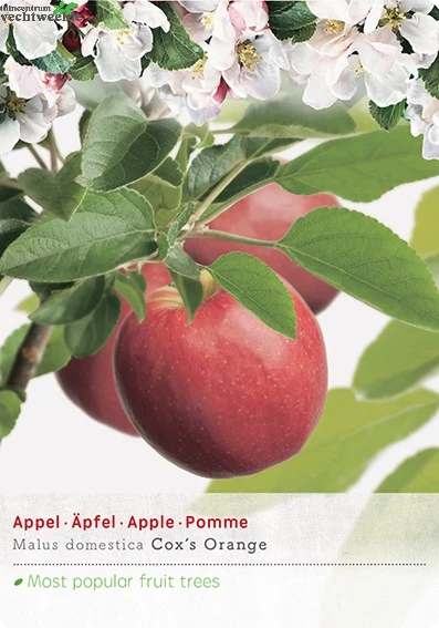 Malus Dom. Coxs Orange P32 H180cm 1 Malus Dom. Coxs Orange P32 H180cm