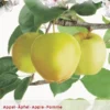 Malus Dom. Golden Del. P27 H120cm