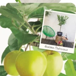 Malus Dom. Golden Del. Patio Vp5