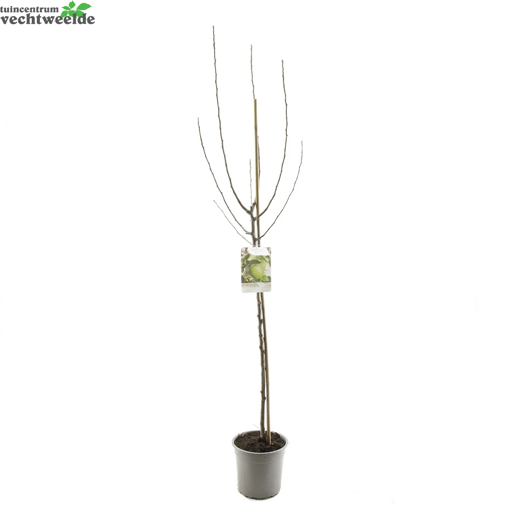 Malus Dom. Granny Smith P27 H120cm 2 Malus Dom. Granny Smith P27 H120cm - Afbeelding 2
