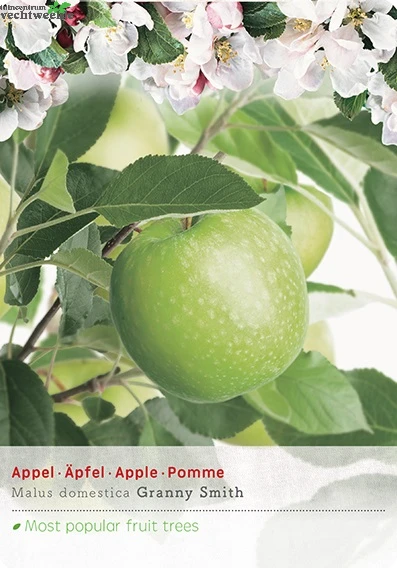 Malus Dom. Granny Smith P27 H120cm 1 Malus Dom. Granny Smith P27 H120cm