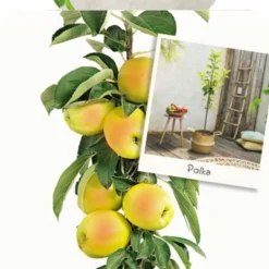 Malus Dom. Polka Zuilvorm Vp5