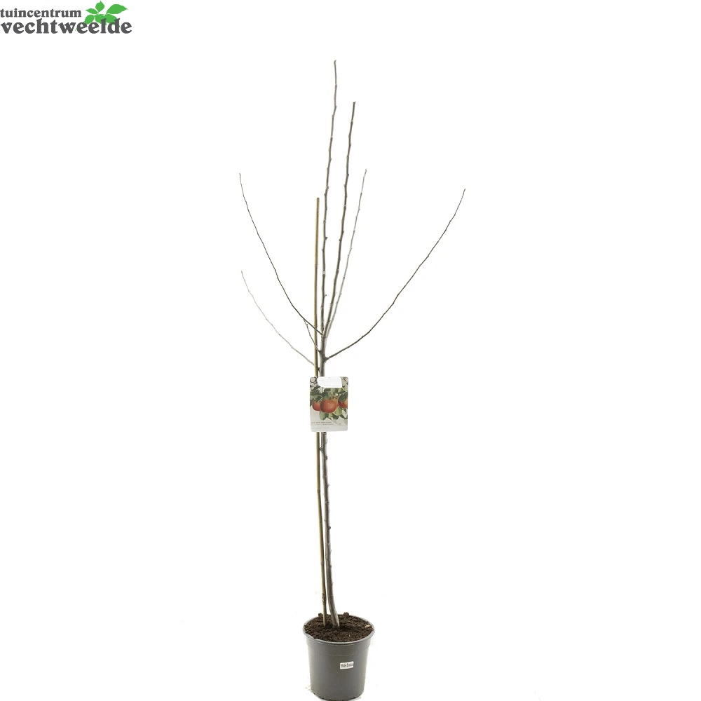 Malus Dom. Rode Boskoop P27 H120cm 2 Malus Dom. Rode Boskoop P27 H120cm - Afbeelding 2