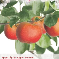 Malus Dom. Rode Boskoop P27 H120cm