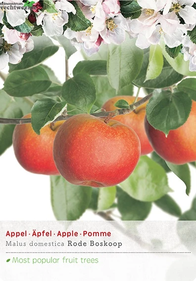 Malus Dom. Rode Boskoop P27 H120cm 1 Malus Dom. Rode Boskoop P27 H120cm