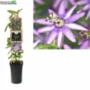 Passiflora Amethyst P16 3.0