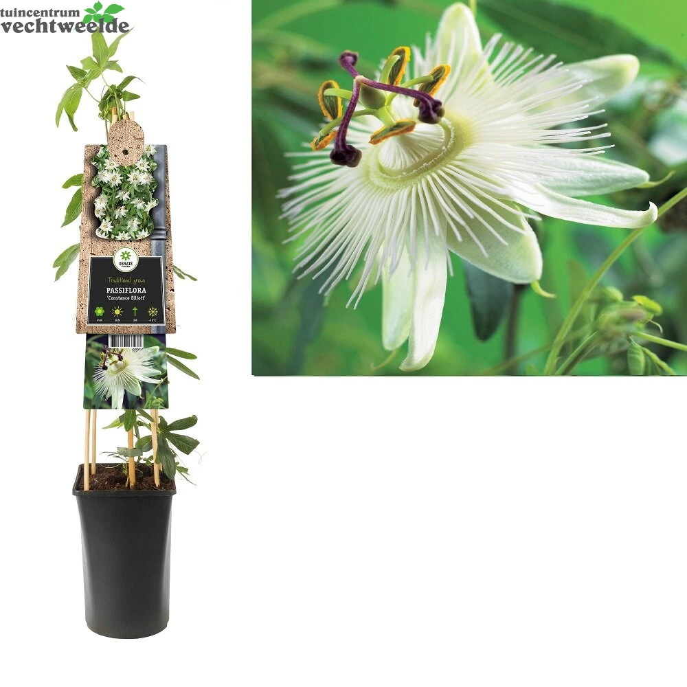 Passiflora Cae. 'Constance Elliott' 1 Passiflora Cae. 'Constance Elliott'