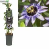 Passiflora Damsels Delight 3.0 P16