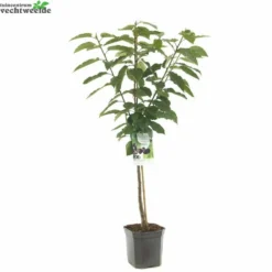 Prunus Av Sunburst WT P24