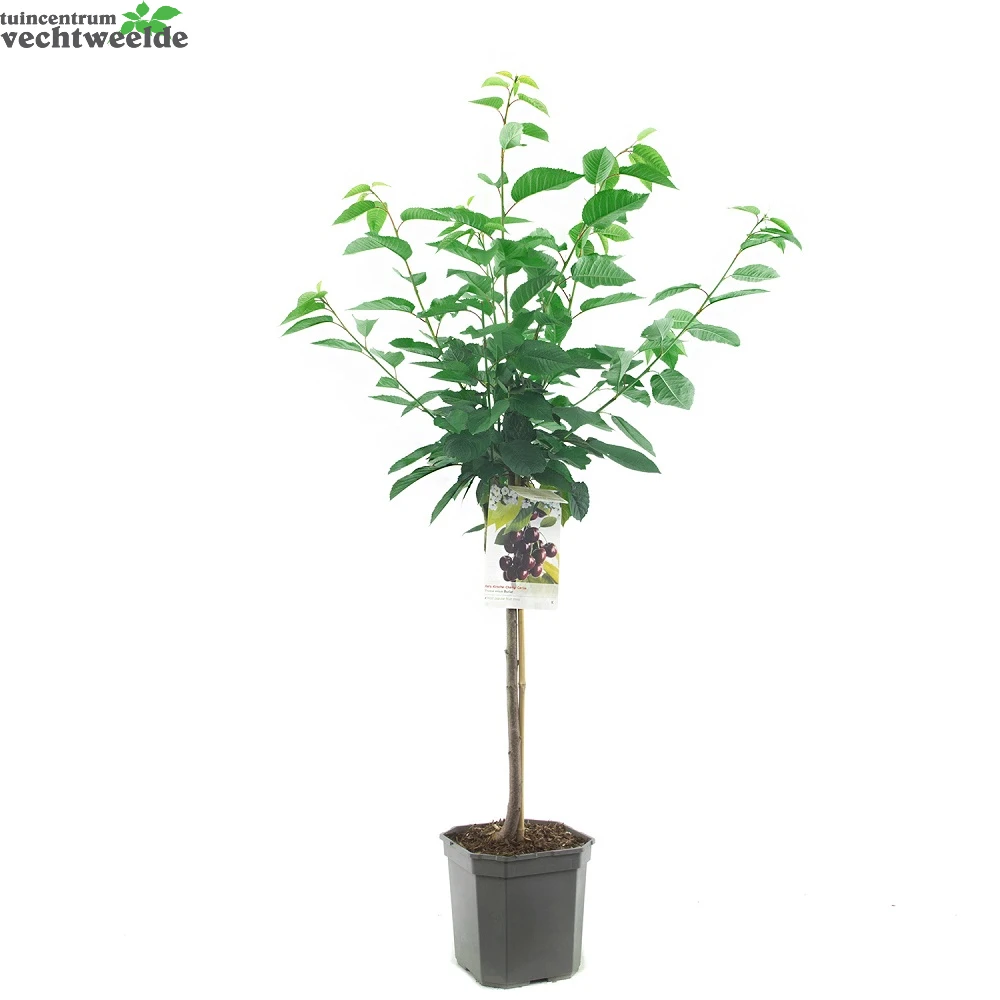 Prunus Avium Burlatstruik P24 2 Prunus Avium Burlatstruik P24 - Afbeelding 2