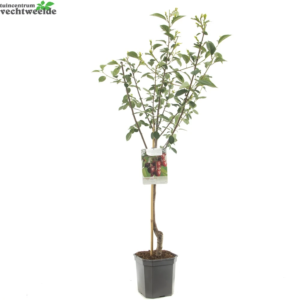Prunus Cer. 'Morel' 2 Prunus Cer. 'Morel' - Afbeelding 2