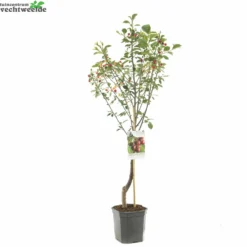 Prunus Cer. 'Morel' 5 Prunus Cer. 'Morel' -Tuin Landschap Verkoop prunus cer morel 1500x1500 6464dfe07090d l