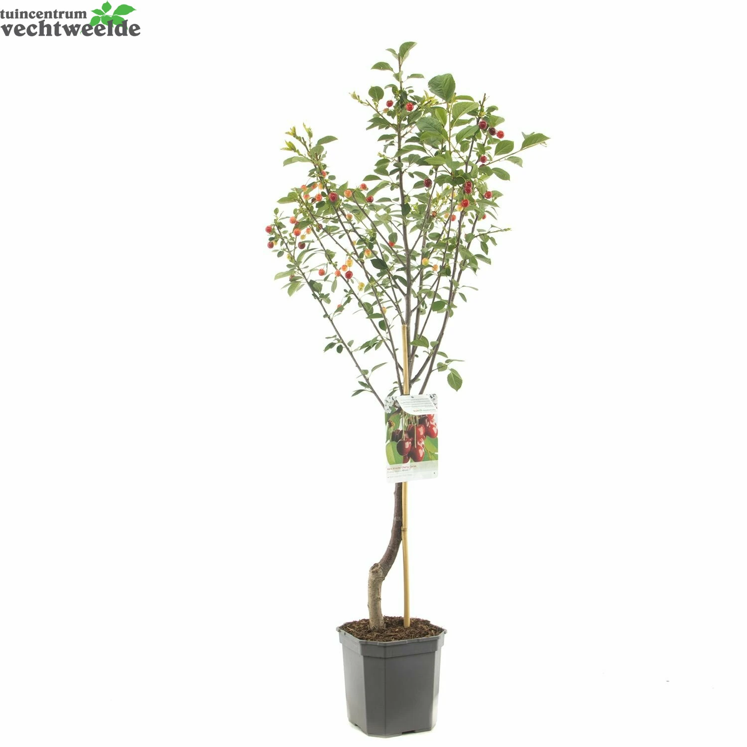 Prunus Cer. 'Morel' 3 Prunus Cer. 'Morel' - Afbeelding 3
