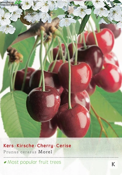 Prunus Cer. 'Morel' 1 Prunus Cer. 'Morel'