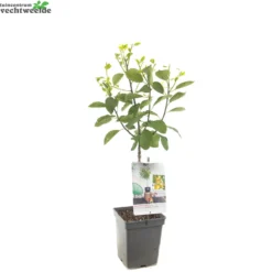 Prunus D. 'Mirabelle De Nancy' -Tuin Landschap Verkoop prunus d mirabelle de nancy 1500x1500 62093ed896e1a l