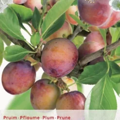 Prunus D. 'Opal'