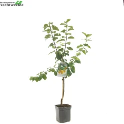 Prunus D. 'Reine Claude D'Oullins' -Tuin Landschap Verkoop prunus d reine claude d oullins 1500x1500 6209370cd727c l