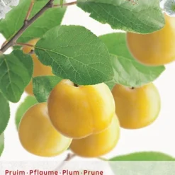 Tuin Landschap Verkoop 24 Prunus D. 'Reine Claude D'Oullins'