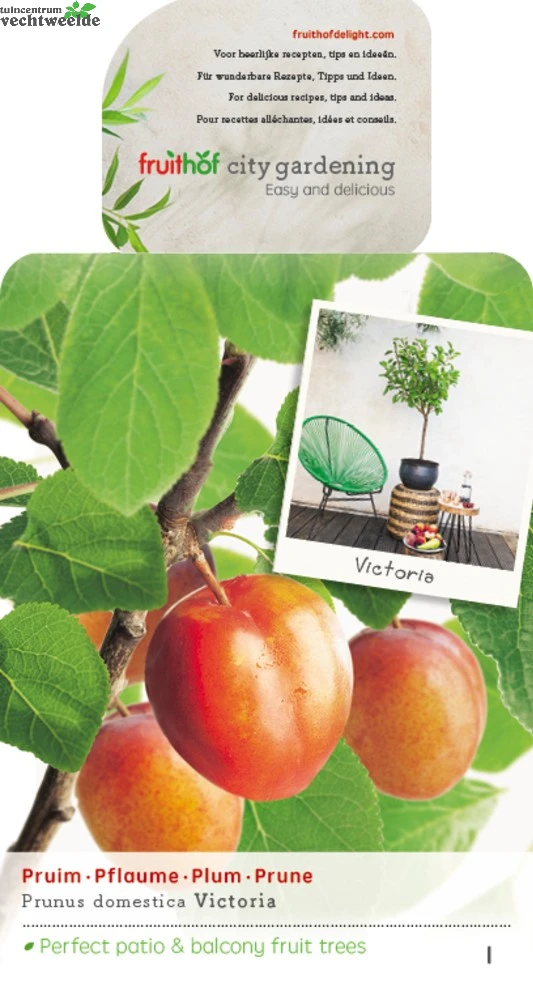 Prunus D. 'Victoria' 1 Prunus D. 'Victoria'