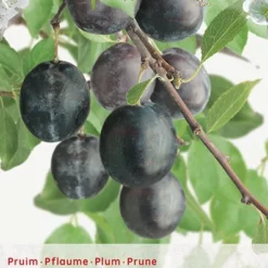 Prunus Dom. Bleu De B P32 H180cm