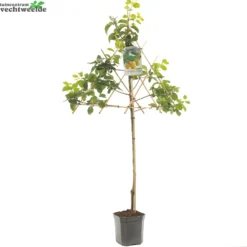 Tuin Landschap Verkoop -Tuin Landschap Verkoop prunus dom reine cl doullins p24 1000x1000 6464dfdc72a12 l