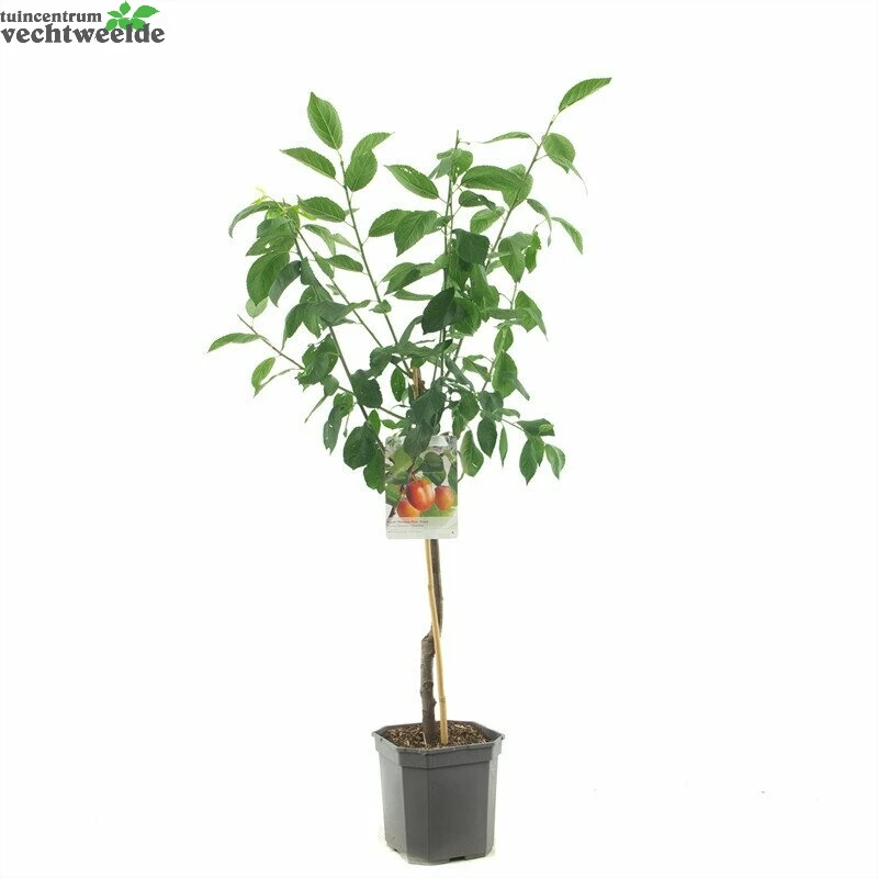 Prunus Dom Victoria WT P24 1 Prunus Dom Victoria WT P24