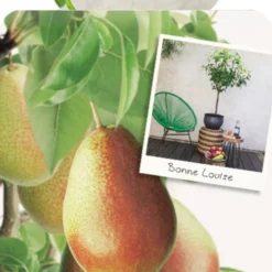 Pyrus Bonne Louise DAvranches P22