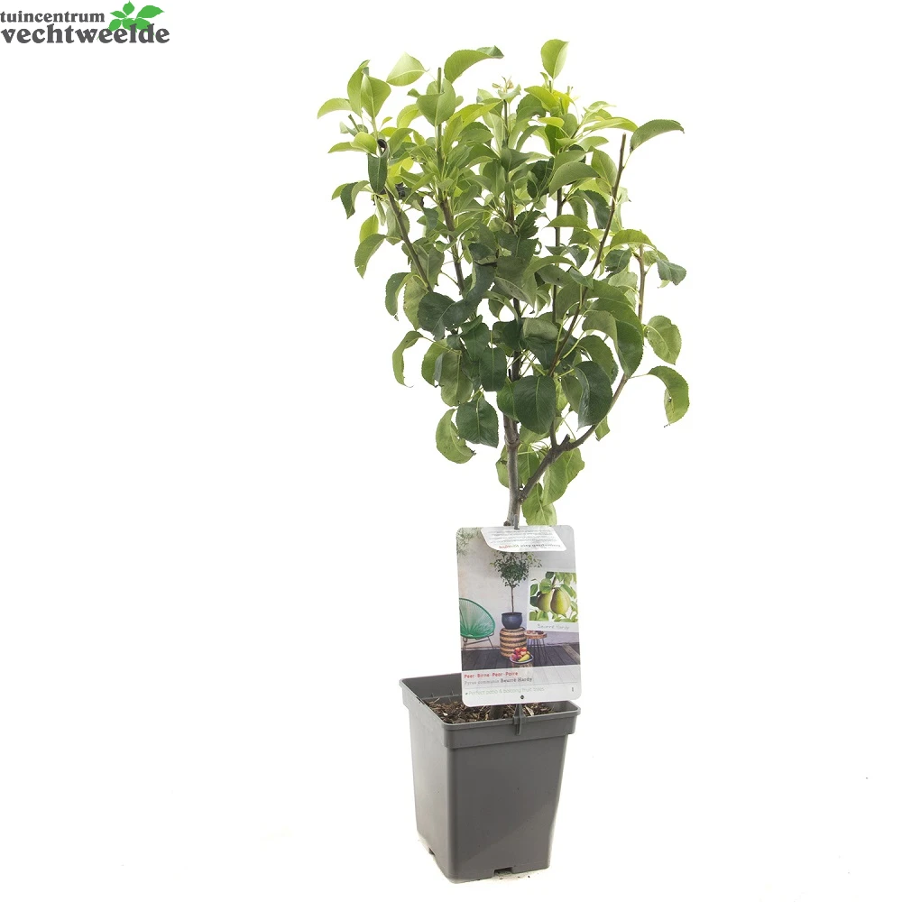 Pyrus C. 'Beurré Hardy' 2 Pyrus C. 'Beurré Hardy' - Afbeelding 2