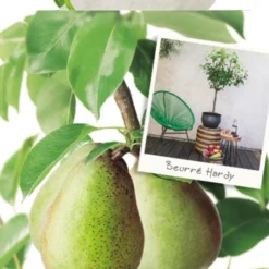 Pyrus C. 'Beurré Hardy'