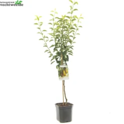 Pyrus C. 'Ksenia' 5 Pyrus C. 'Ksenia' -Tuin Landschap Verkoop pyrus c ksenia 1500x1500 62093bf3dc0f4 l