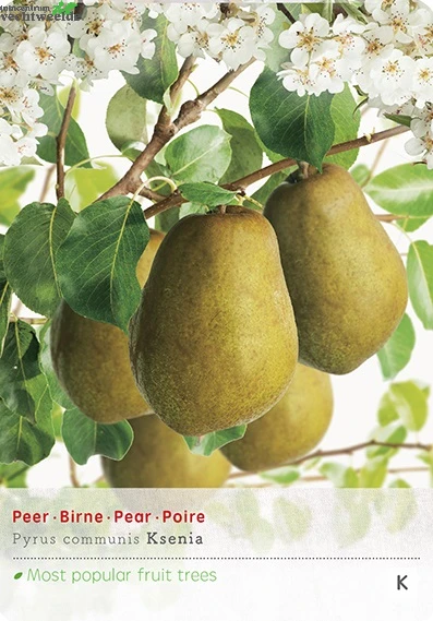 Pyrus C. 'Ksenia' 1 Pyrus C. 'Ksenia'